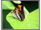 papillon de Guyane